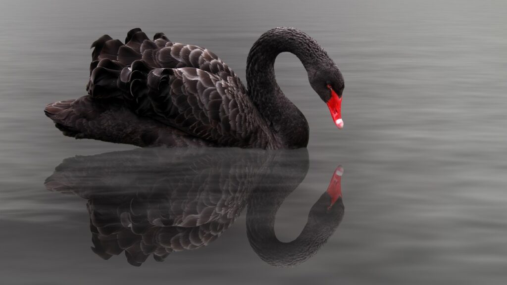 Schwarzer Schwan mit Spiegelung auf ruhigem Wasser – Kapitalmarktausblick 1. Halbjahr 2023